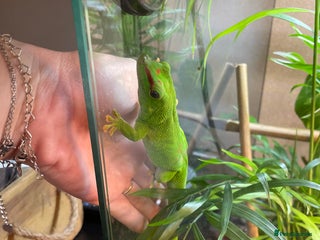 Gecko reptiles - Advert 23