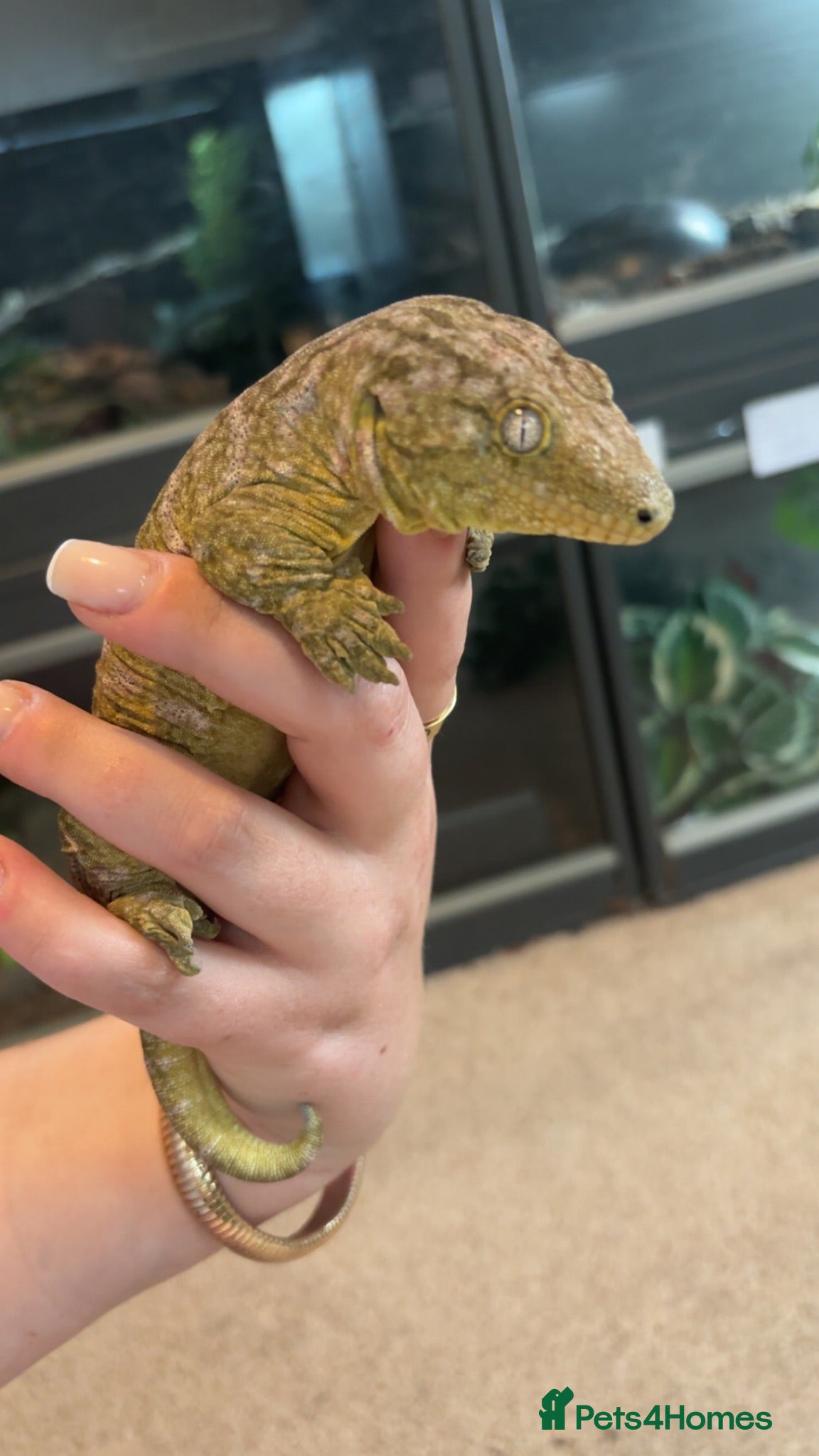 Gecko reptiles High Pink Leachie Gecko - Advert 20