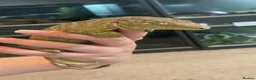 Gecko reptiles for sale: High Pink Leachie Gecko - Advert 1