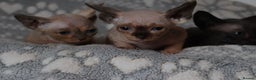 Sphynx cats for sale: Sphynx - Advert 8