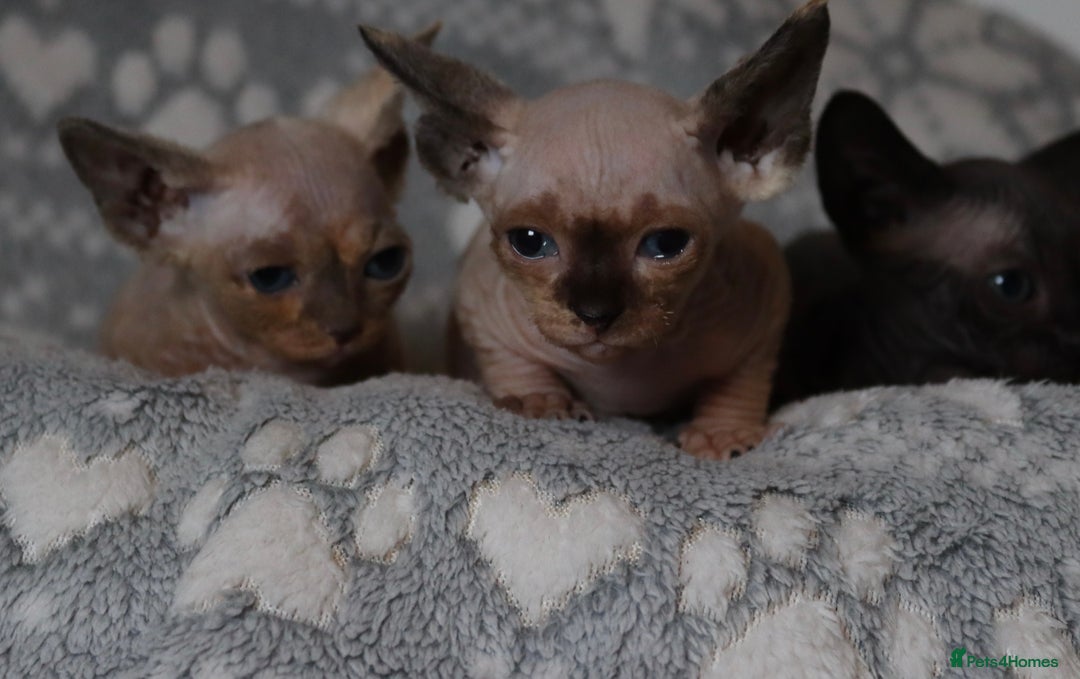 Sphynx cats for sale: Sphynx - Advert 8