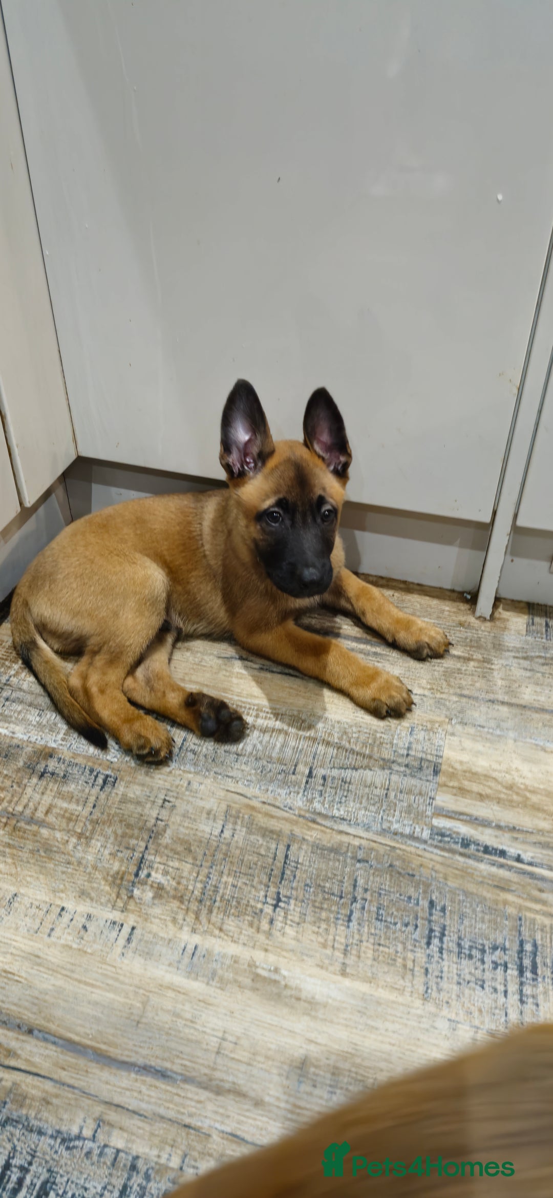 Belgian Shepherd Dog dogs for sale: Stunning Belgian Malinois Puppies - Advert 17