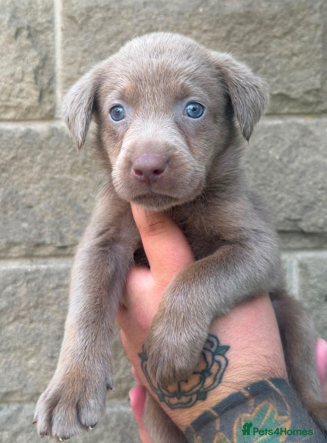 Labrador Retriever dogs BEAUTIFUL, silver and champagne Labrador’s - Advert 2