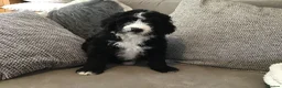 Bernedoodle dogs for sale: AMAZING BERNEDOODLE PUPPIES - Advert 11
