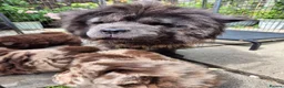 Chow Chow dogs for sale: Rare colour chow chow female puppy - Advert 1