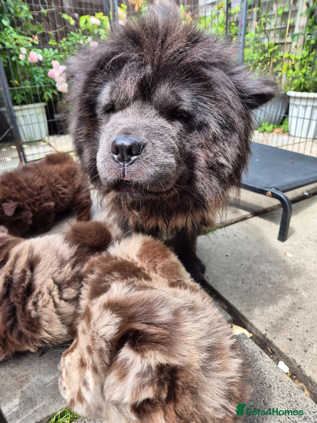 Chow Chow dogs for sale: Rare colour chow chow female puppy - Advert 1