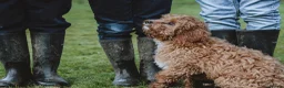 Cavapoo dogs for sale: Quality, Red, Low-Shedding Toy Cavapoo Puppies - Advert 13