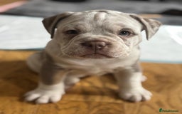 Mixed Breed dogs for sale: Old English x mammutt bulldogs for sale  - Image 6