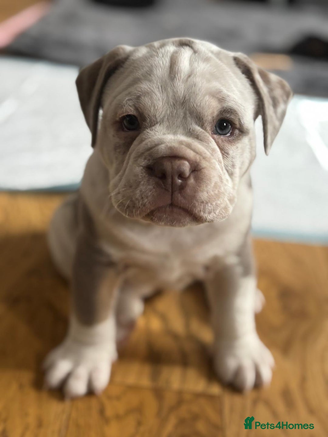 Mixed Breed dogs for sale: Old English x mammutt bulldogs for sale  - Image 6