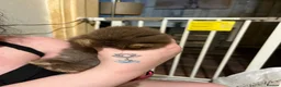 Netherland Dwarf rabbits for sale: Netherland Dwarf / Minilop  in Altrincham - Advert 1