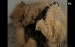 Persian cats for sale: Pure Persian kittens - Image 18