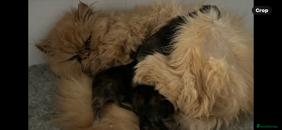 Persian cats for sale: Pure Persian kittens - Image 18