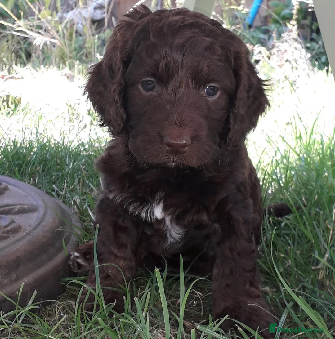Cocker Spaniel dogs for sale: Beautiful show cockapoo litter due 1st march  - Advert 20