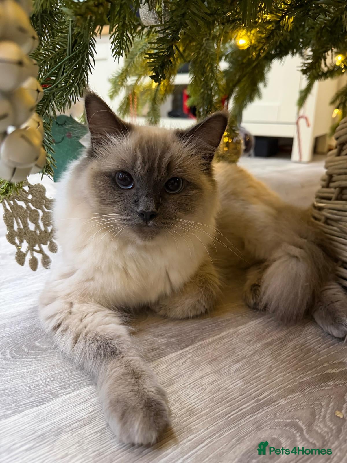 Ragdoll cats 3 Girl Ragdolls Available, Cute and fluffy!  - Advert 18