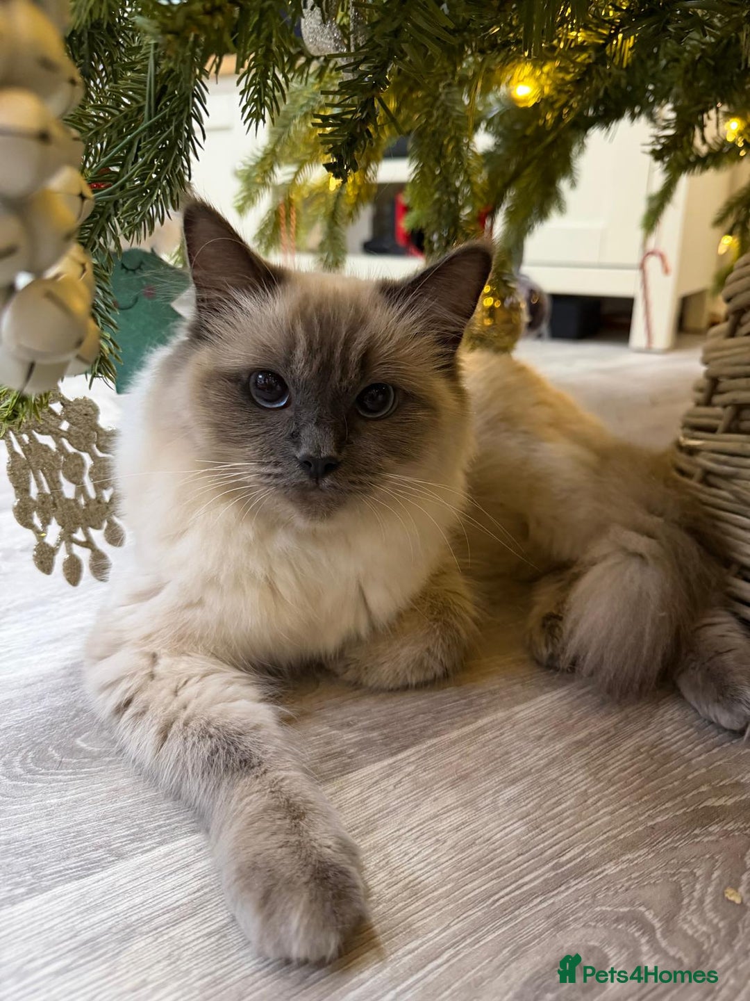 Ragdoll cats for sale: 3 Girl Ragdolls Available, Cute and fluffy!  - Advert 1