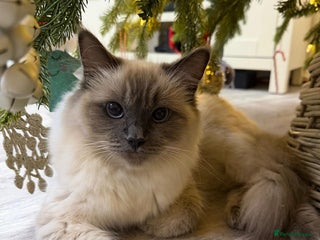 Ragdoll cats 3 Girl Ragdolls Available, Cute and fluffy! - Advert 2