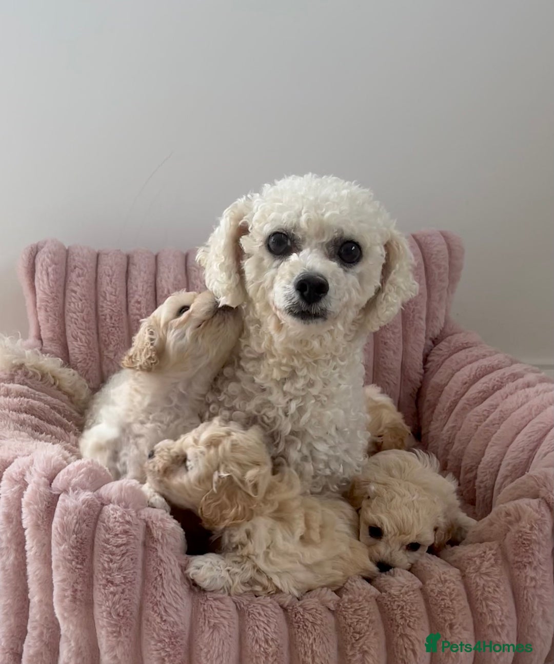 Poochon dogs for sale: F1 Poochon puppies  - Image 9