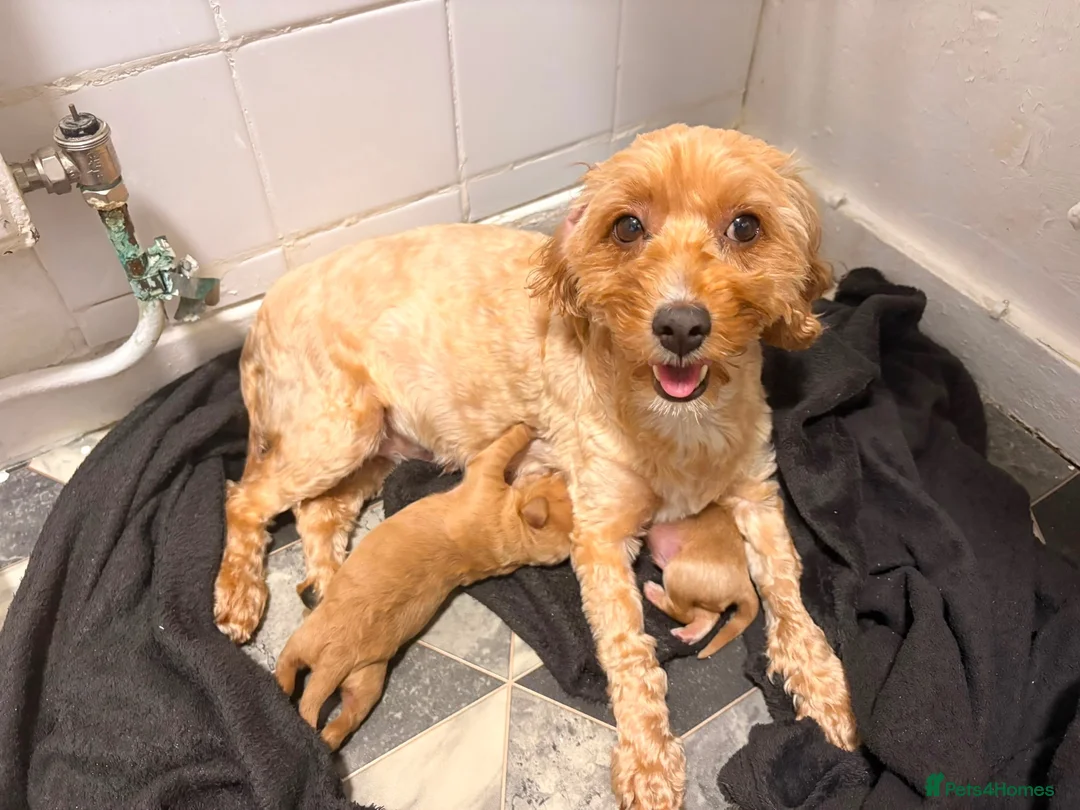 Cockapoo dogs for sale: Cockerpoo - Advert 2