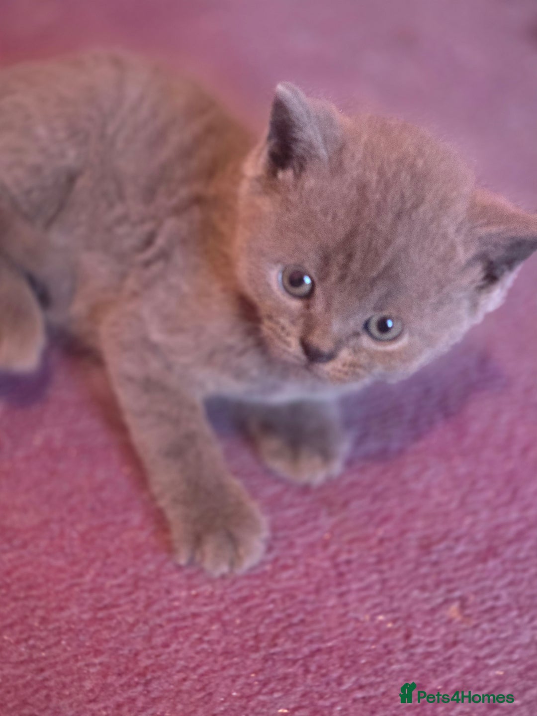 British Shorthair cats for sale: 6 x British Short-haired Blue kittens for sale - Image 12