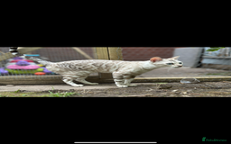 Bengal cats for sale: Stunning 3 quarter Bengals from Champion lines - Image 6