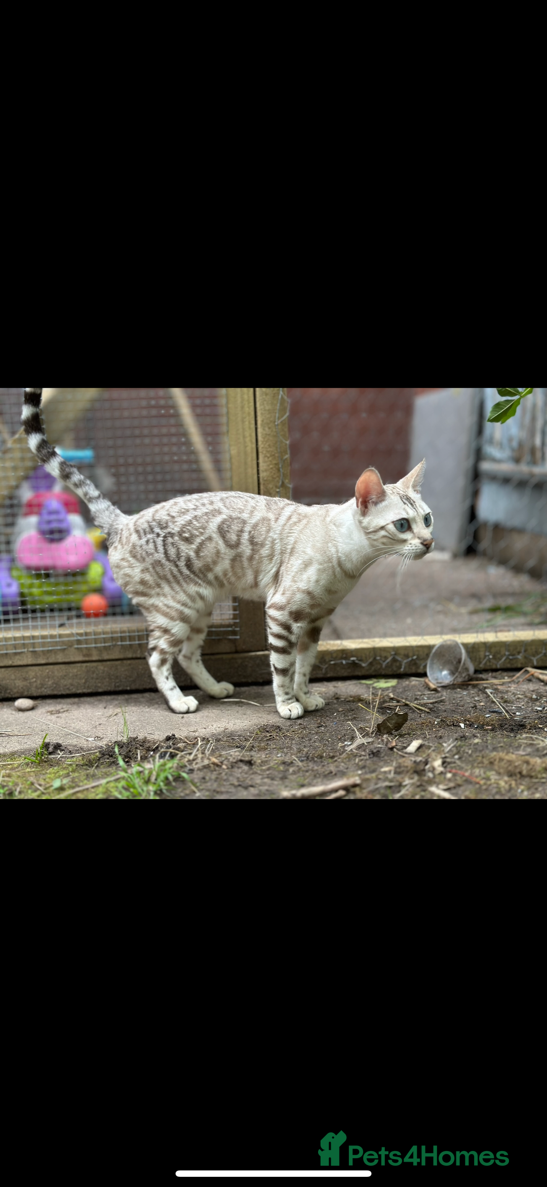 Bengal cats for sale: Stunning 3 quarter Bengals from Champion lines - Image 6