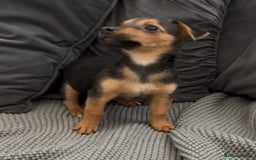 Jack Russell dogs for sale: ❤️Beautiful Jackrussels❤️ - Image 9