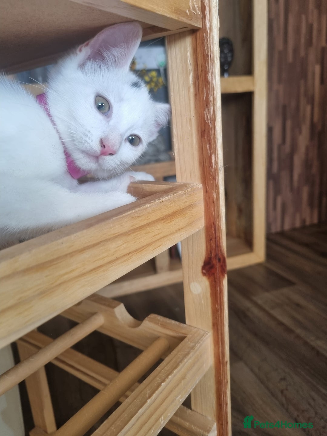 Turkish Angora cats for sale: Female kitten - Image 3
