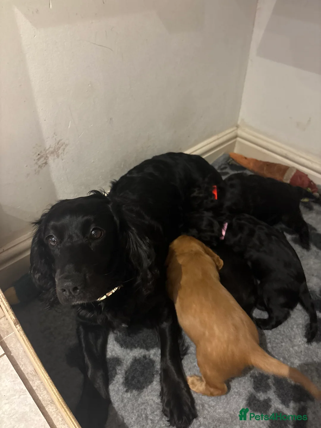 Cocker Spaniel dogs for sale: 1 Lovely Black Cocker Spaniel Girl Ready to Leave - Advert 2