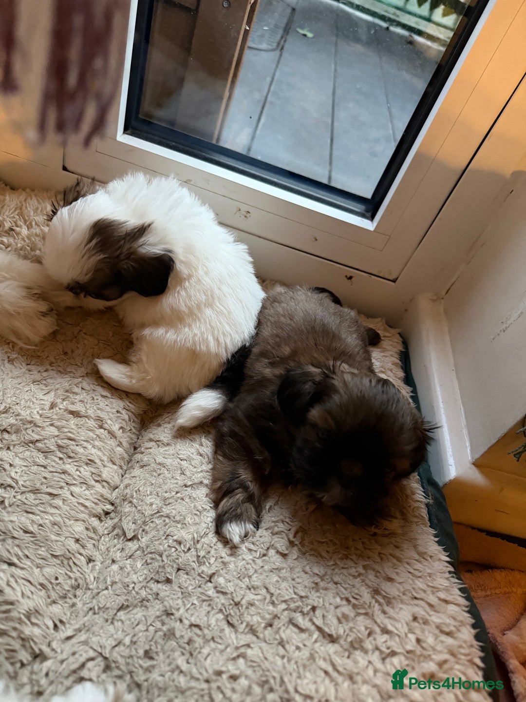 Shih Tzu dogs for sale: Shih Tzu puppies - Advert 10