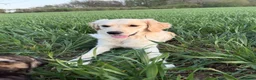 Golden Retriever dogs for sale: Lillie – 1-Year-Old KC Registered Retriever 🐾 in Cheltenham - Advert 6