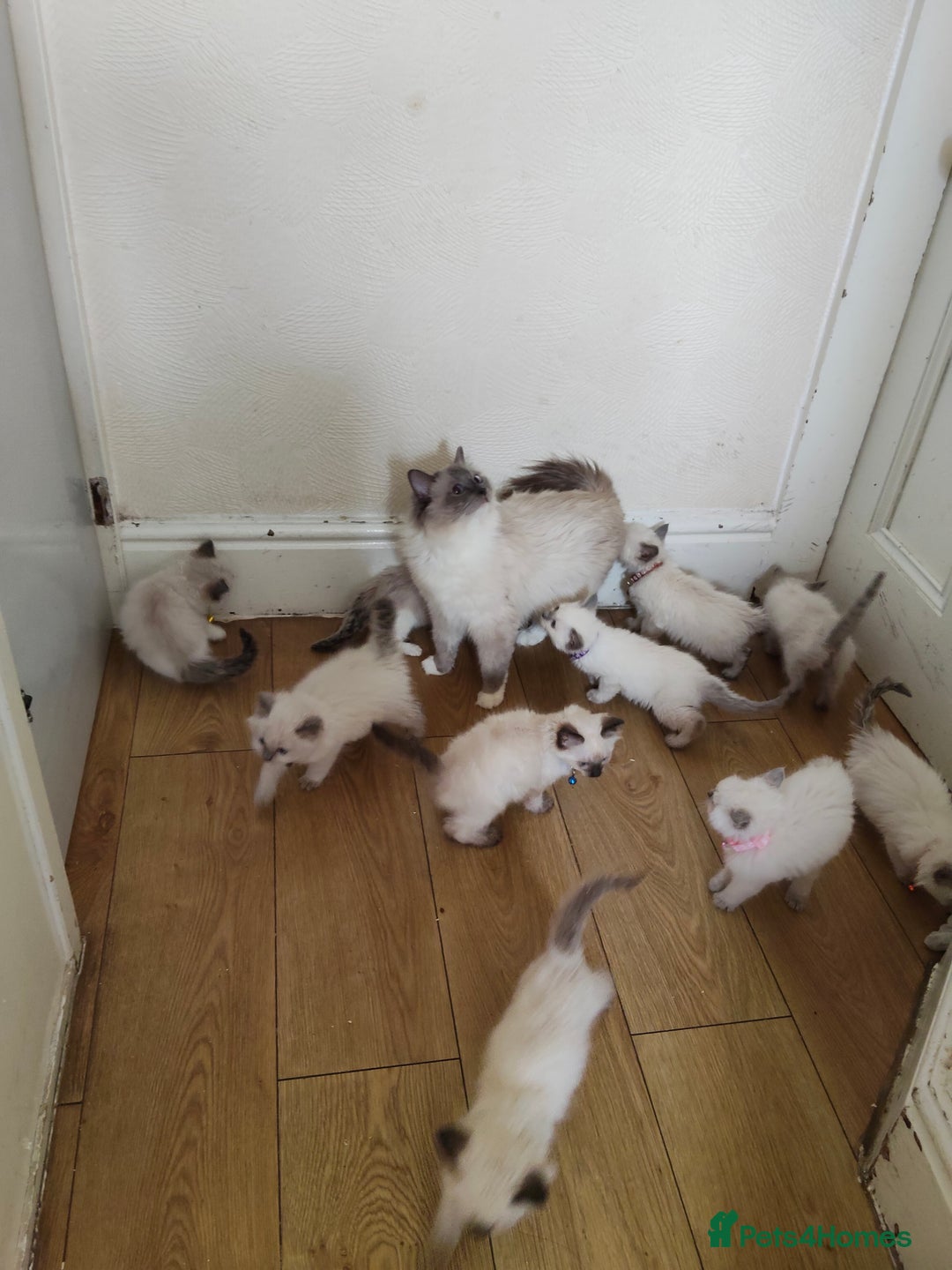 Ragdoll cats for sale: ragdoll kittens - Image 11
