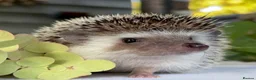 Pygmy Hedgehog rodents for sale: Boy African Pygmy Hedgehog Ethnical breeding mixed - Advert 7