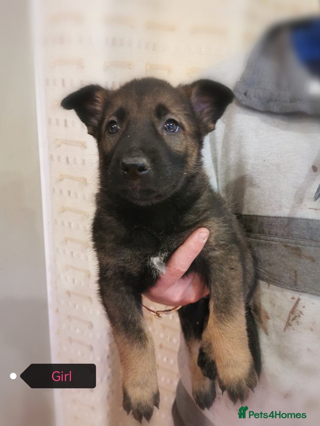 Belgian Shepherd Dog dogs for sale: Belgian malinois cross Czech Shepherd  - Advert 16