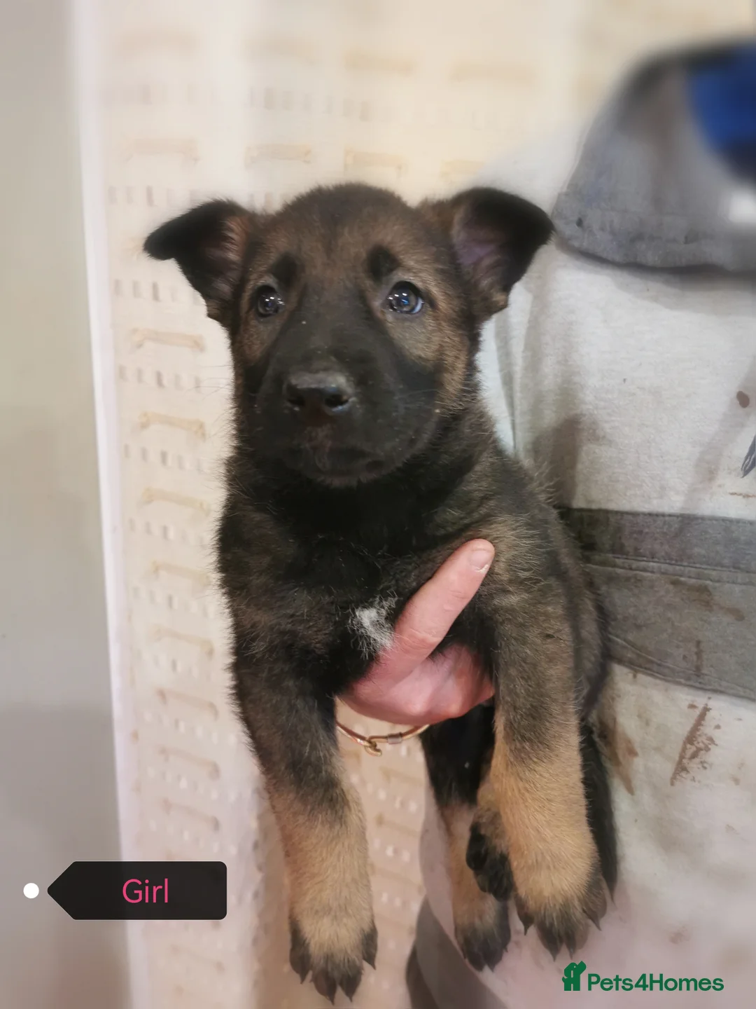 Belgian Shepherd Dog dogs for sale: Belgian malinois cross Czech Shepherd  - Advert 16