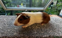 Guinea Pig rodents for sale: Dutch Sows/girls - Image 28