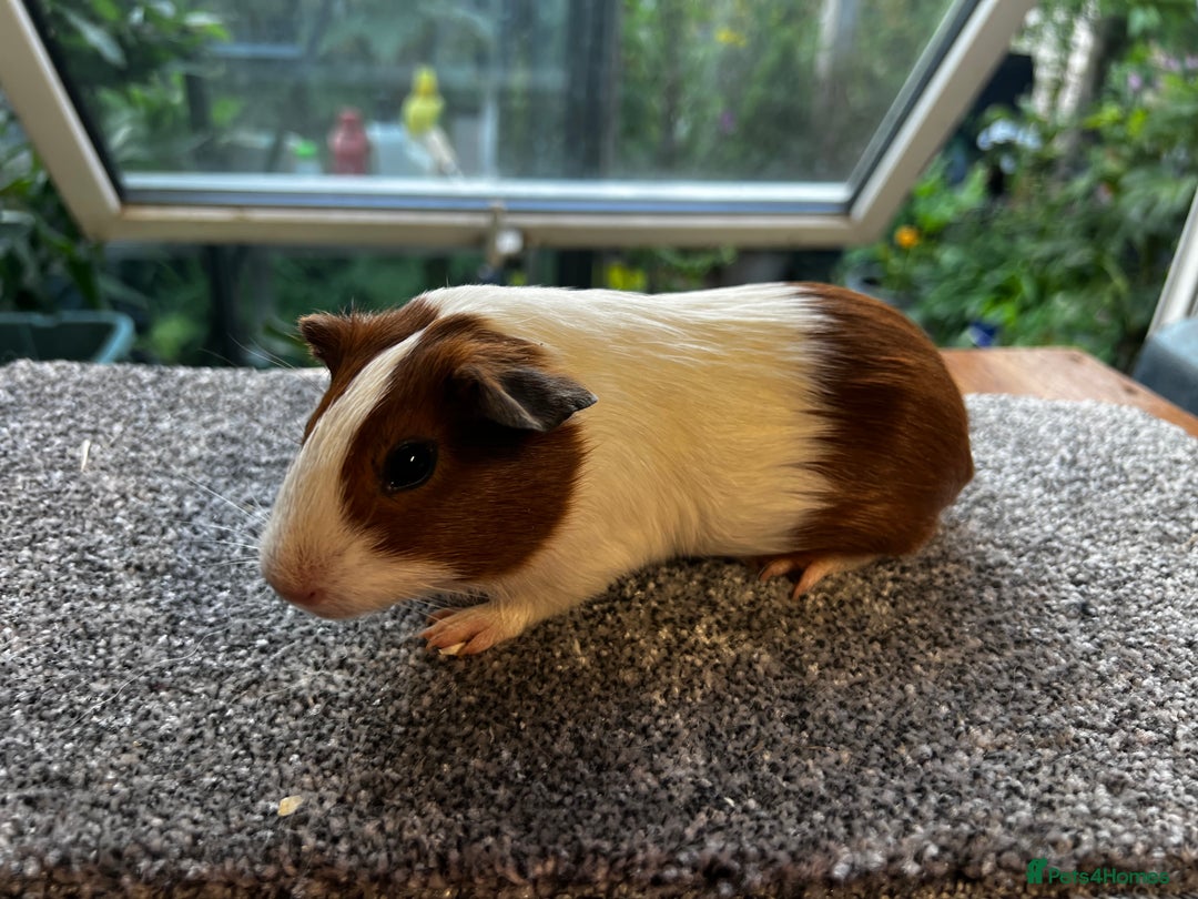 Guinea Pig rodents for sale: Dutch Sows/girls - Image 28
