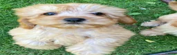 Cavapoo dogs for sale: F1 Cavapoo girl,Ready now. - Advert 5