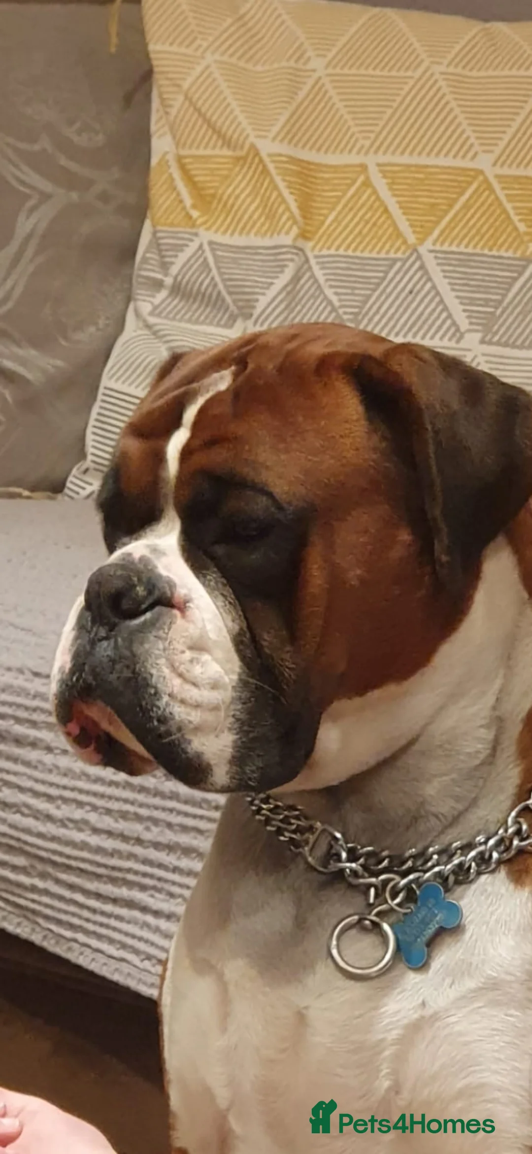Boxer dogs for stud: King Mikey  in Rickmansworth - Advert 5