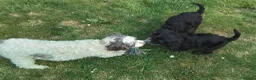 American Cocker Spaniel dogs for sale: ADORABLE YANKEE DOODLES  in Lauder - Advert 16