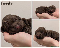 Cocker Spaniel dogs Kc Reg - Working Cocker Spaniel Puppies DNA Tested - Advert 7