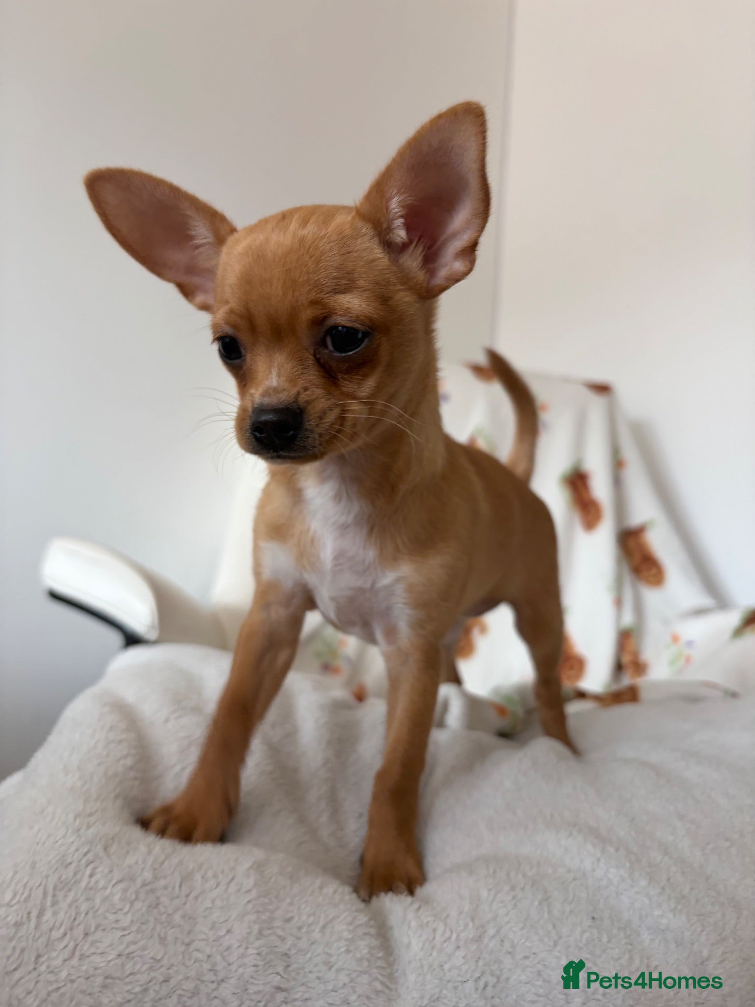 Chihuahua dogs 1 girl chihuaha puppy looking for her forever home - Advert 12