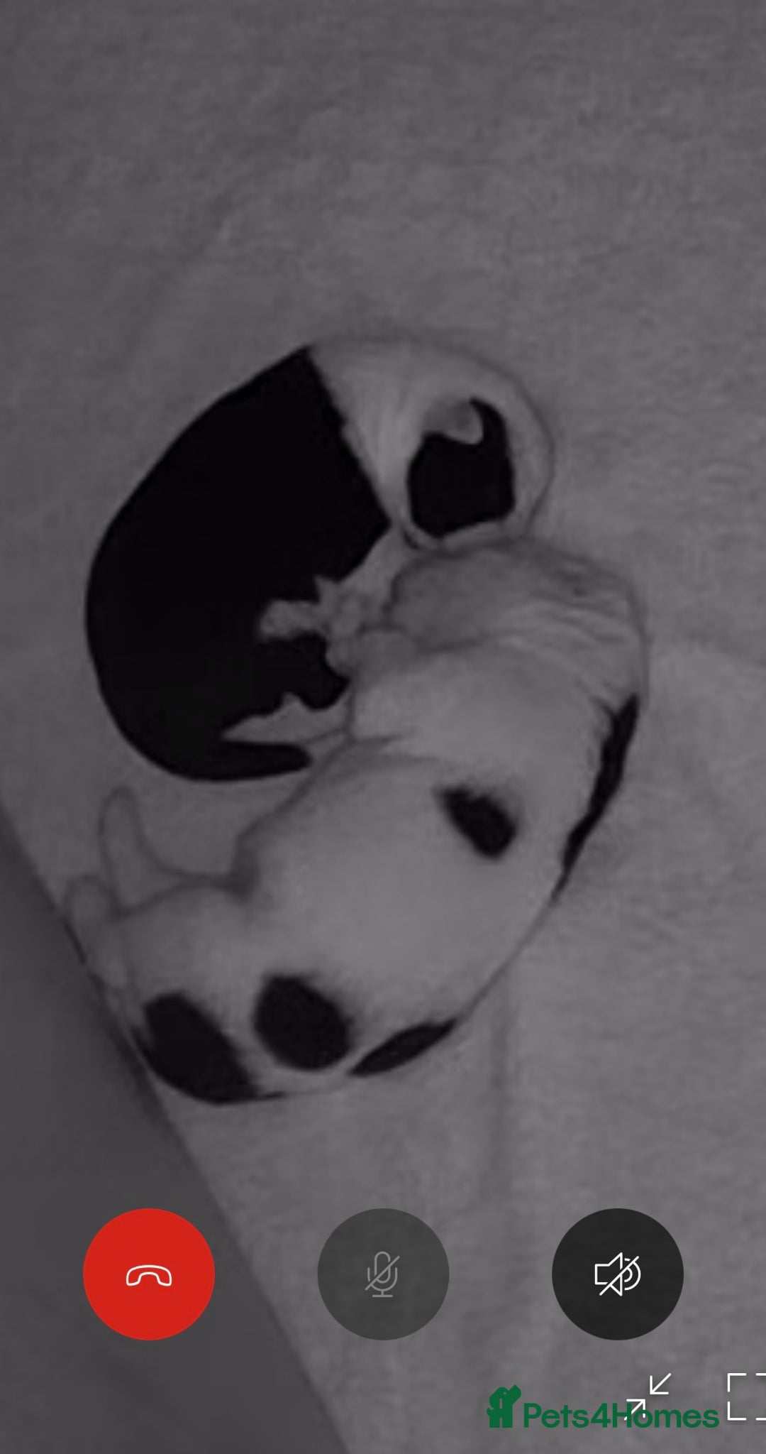 Border Collie dogs for sale: 6 Border Collie Pups For Sale **4 Boys Remaining** - Image 10