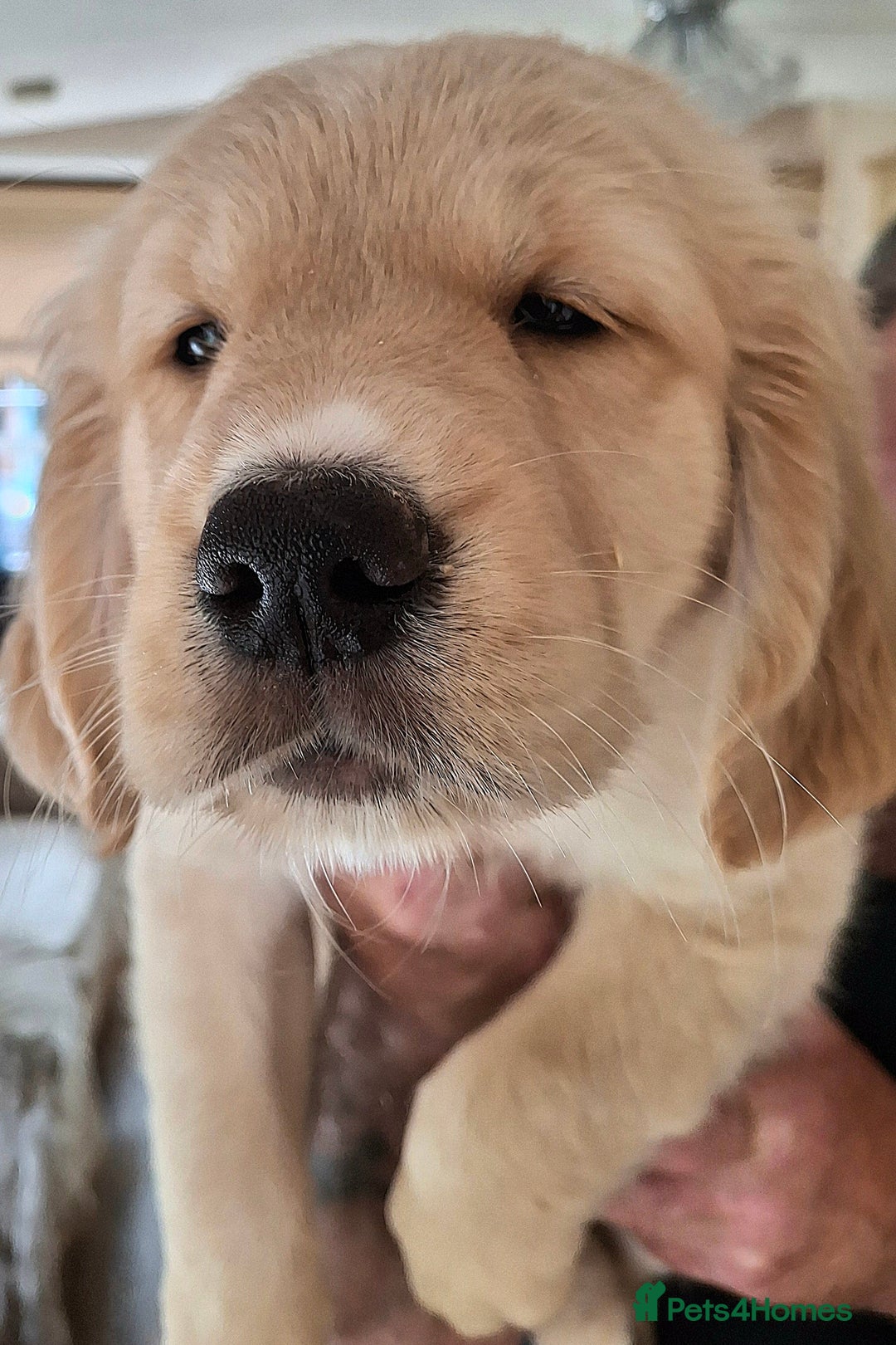 Golden Retriever dogs for sale: Golden Retreiver Puppies  - Image 10