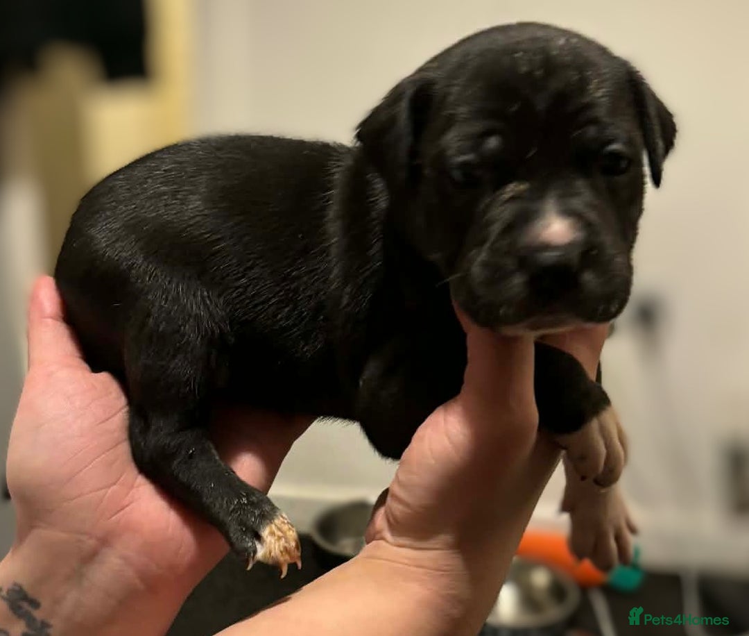 Mixed Breed dogs for sale: Bull cross staffy pups  - Advert 12