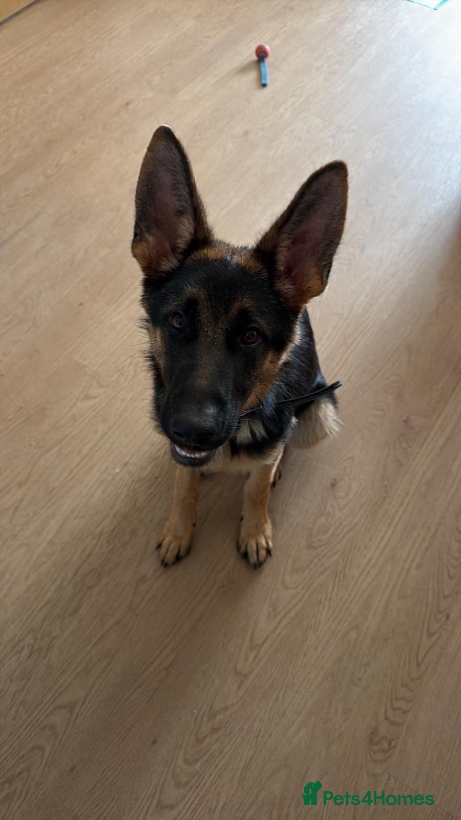 German Shepherd dogs KC Reg 6-Month Male GSD – Son of Ibar vom Radhaus - Advert 1