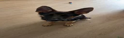 German Shepherd dogs for sale: KC Reg 6-Month Male GSD – Son of Ibar vom Radhaus - Advert 1