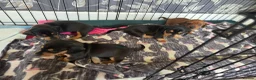 Miniature Dachshund dogs for sale: Minature Dachshund  - Advert 8