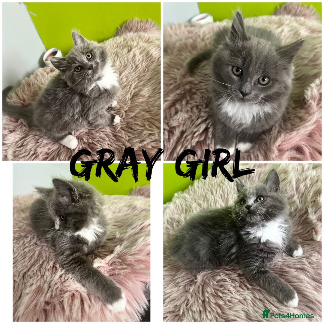 Maine Coon cats for sale: 5 Generation pedigree BLACK SMOKE kittens  - Image 6