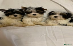 Biewer Terrier dogs for sale: Gorgeous Biewer Terrier boys - Image 2