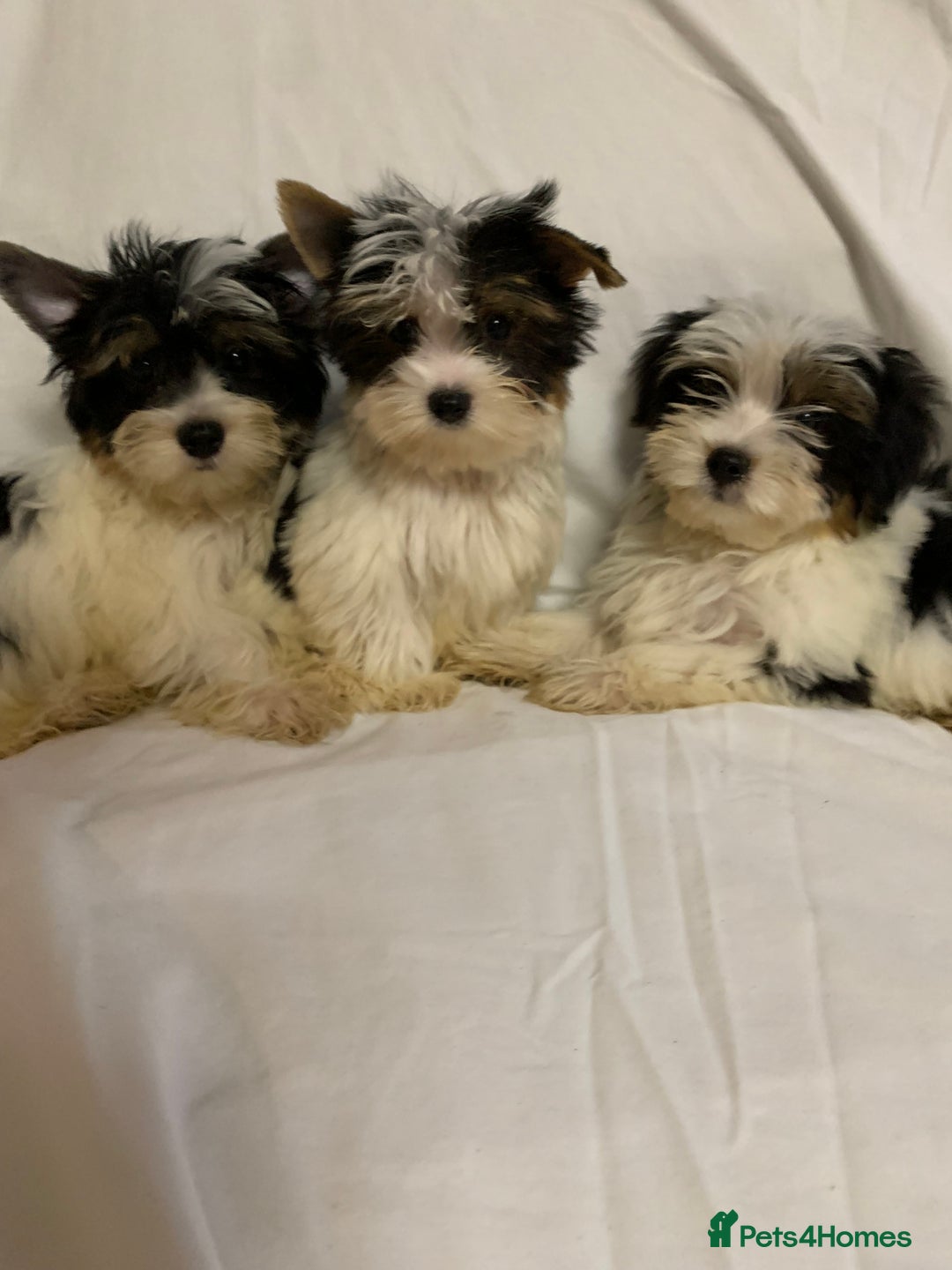 Biewer Terrier dogs for sale: Gorgeous Biewer Terrier boys - Image 2